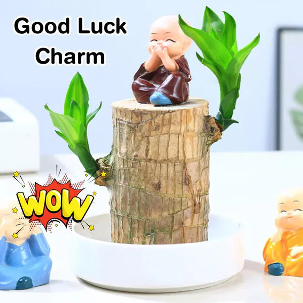 Lucky Wood Plant (Buy 1 Get 1 Free🔥🔥) ⭐️⭐️⭐️⭐️ 4.9/5 Reviews